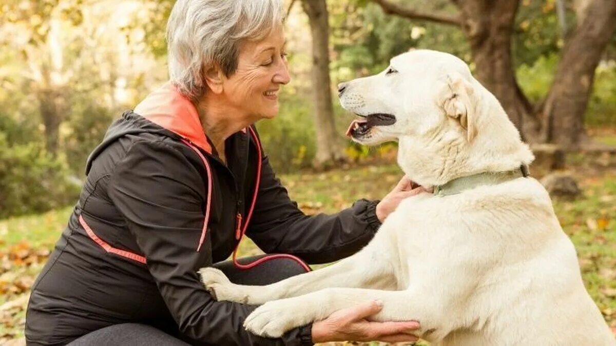 Perro and Feline. Pasear. Owning a Pet.