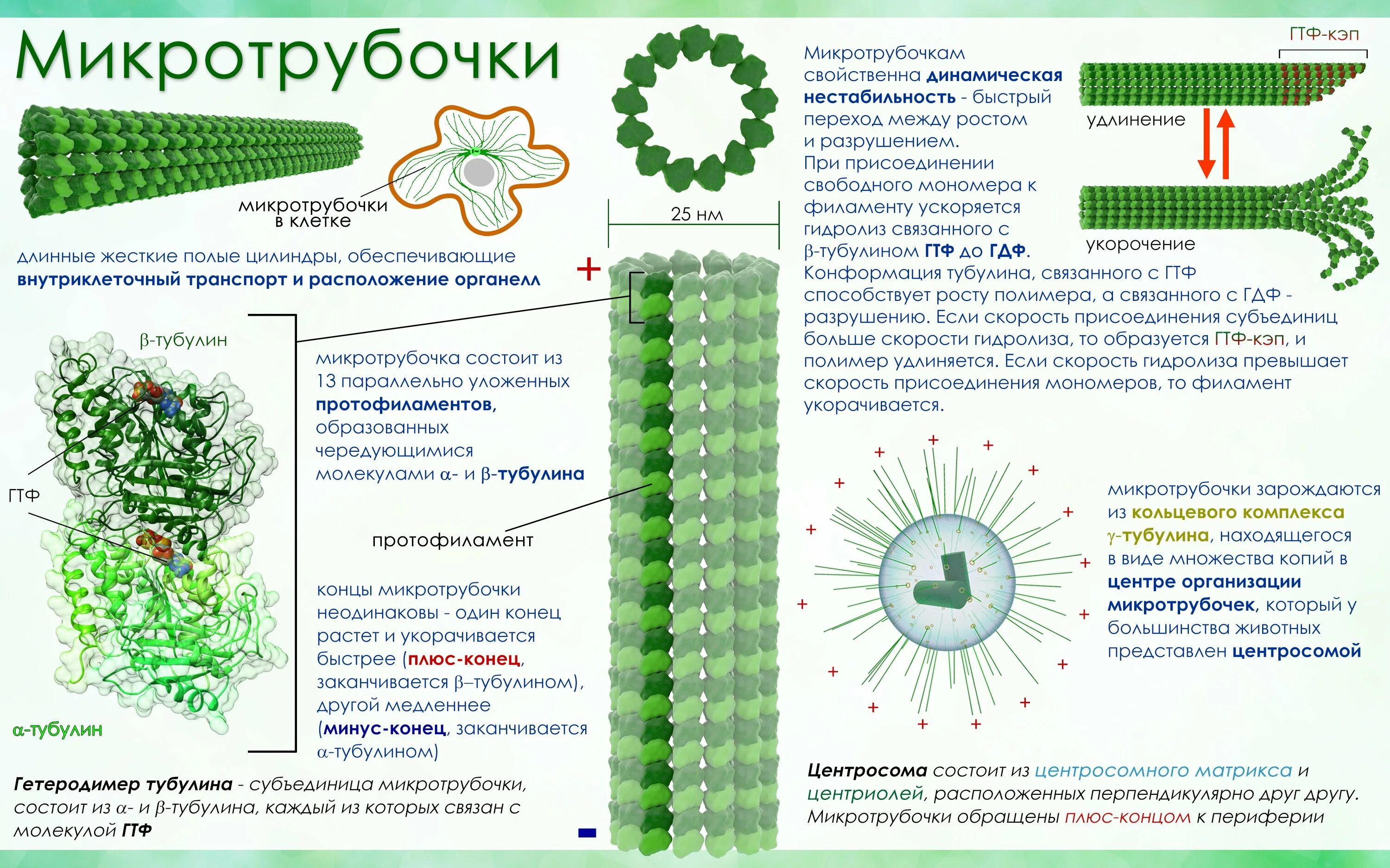 4 микротрубочки. Функции органоидов микротрубочки. эпс микротрубочки. микротрубочки состоят из тубулина.