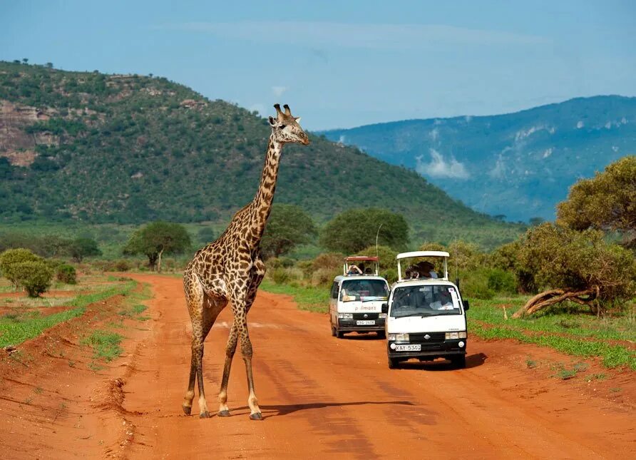 Africa safari. Парк Тсаво Кения. Кения парк сафари Найроби. Восточный цаво национальный парк в Кении. Национальный парк цаво сафари.