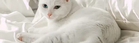 Снять белого кота