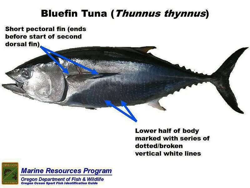 Тунец Блюфин. Thunnus thynnus. Тунцы скумбриевые. Тунец плавники.