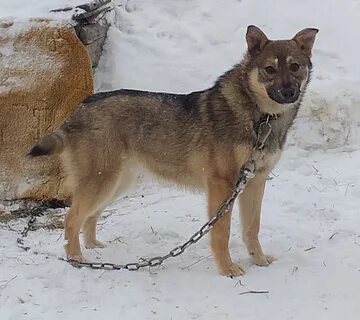 Приму собак