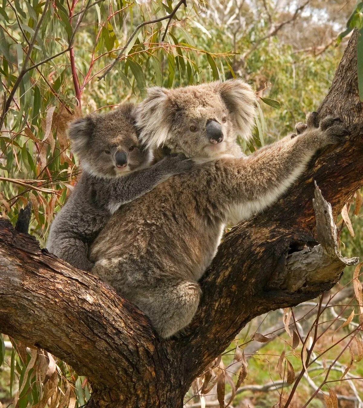 Дикая коала. Коала. Австралийская коала. Коала на ветке. Животные Африки коала.