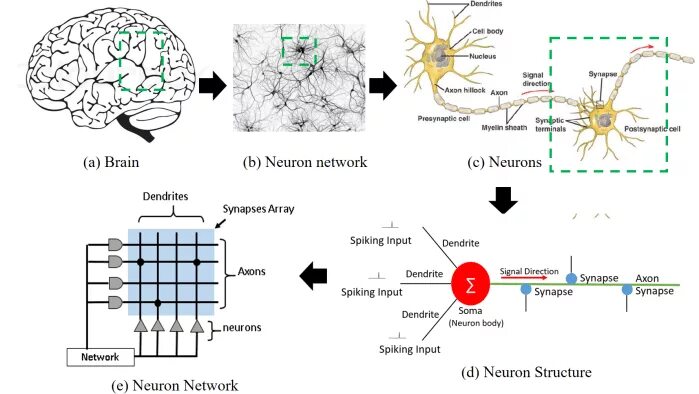 Neural prediction. Модель мозга — нейросети. brain neuron structure. artificial neural network synapse. neuron network brain.