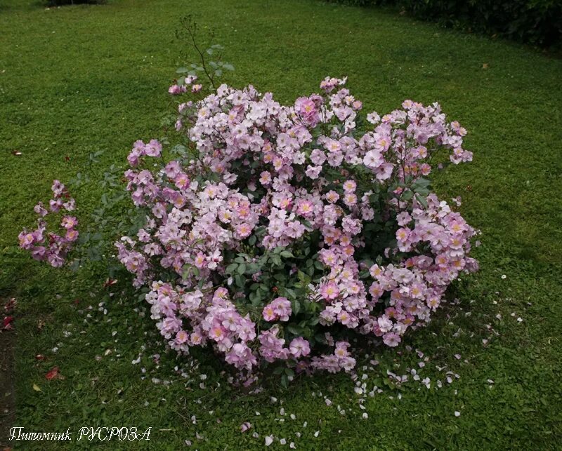 лавендер дрим (lavender dream) шраб. лавендер дрим. роза мускусная лавендер дрим. роза почвопокровная лавендер дрим. лавендер дрим (lavender dream) шраб.