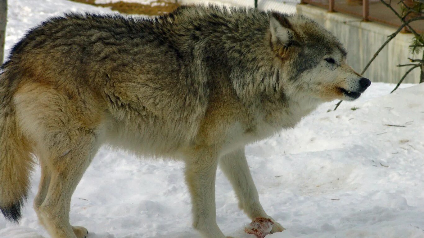 Самой большой волк в мире. Сибирский волк большой. Волк больше.