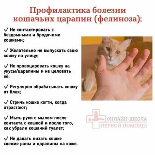Лечение кошачьей болезни