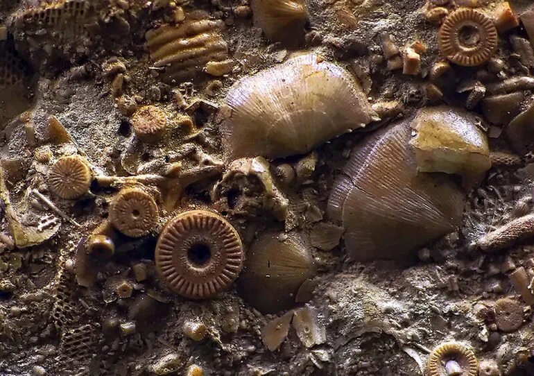 400 млн лет назад какая. Древние морские обитатели. Окаменелое Морское дно. Загадочные окаменелости. Окаменелости морских обитателей.