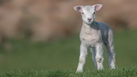 Happy lamb