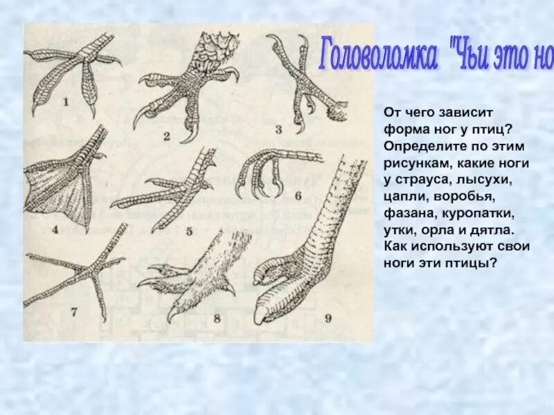 Колющие птицы. Строение ноги птицы. лапы птиц. форма ног птиц. формы лап птиц.