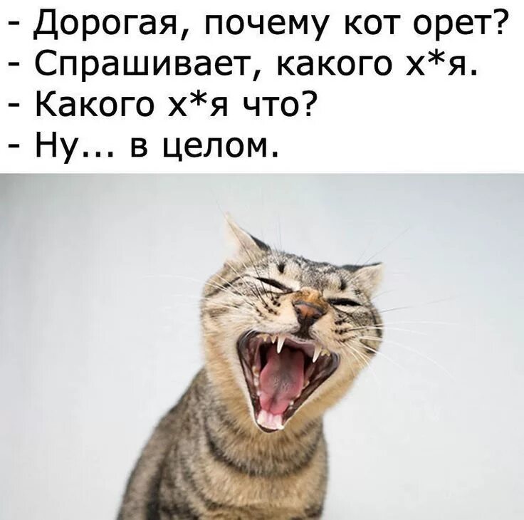 Почему мяукает часто. Кот кричит. Кричащая кошка. Орущие коты.