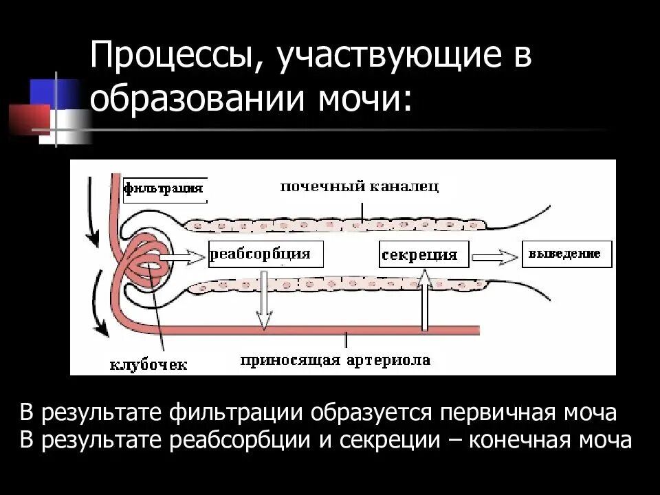 Процессы участвующие в образовании мочи. Процессы фильтрации реабсорбции и секреции. Процессы образования мочи фильтрация реабсорбция и секреция. Процесс образования первичной мочи. В результате реабсорбции образуется