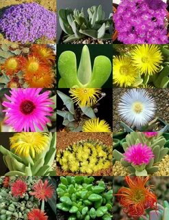 Rocked plants