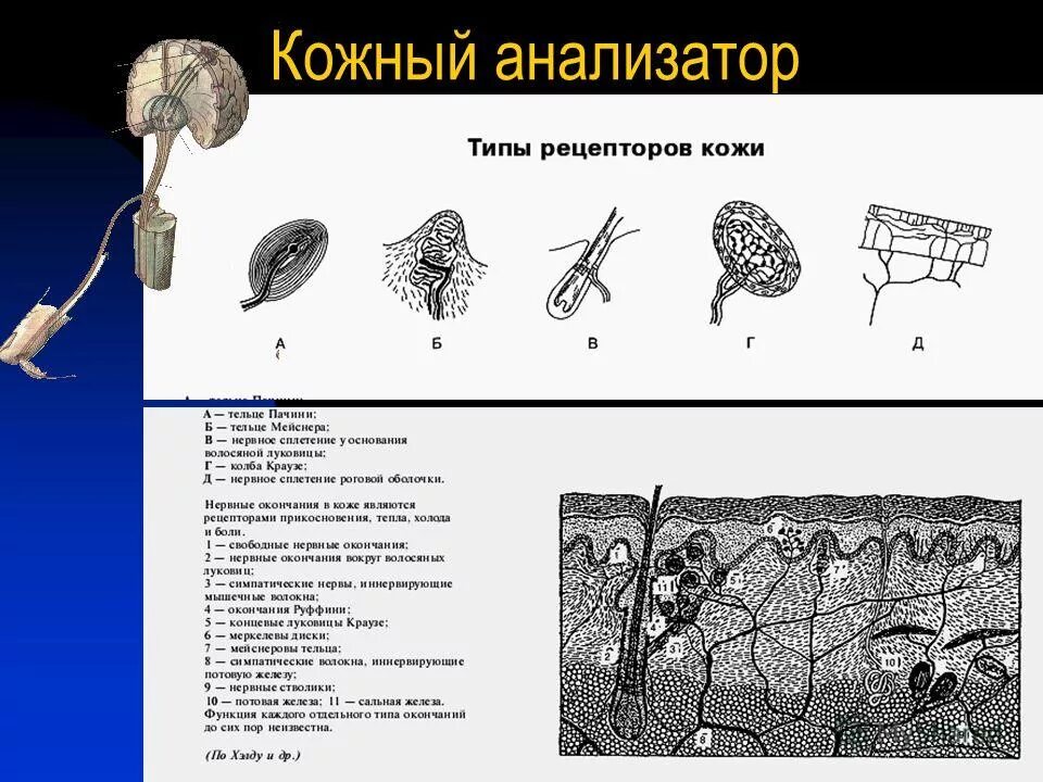 Рецепторы кожи выполняют функцию