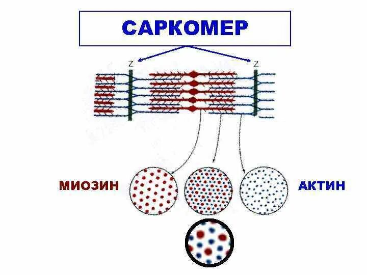 Миозин скелетных мышц. Миозин скелетных мышц
