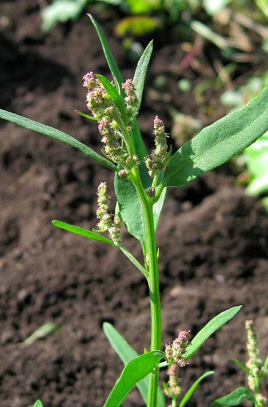 Яровые сорняки. Лебеда (Atriplex). Лебеда (Atriplex patula). Лебеда раскидистая. Лебеда копьевидная.