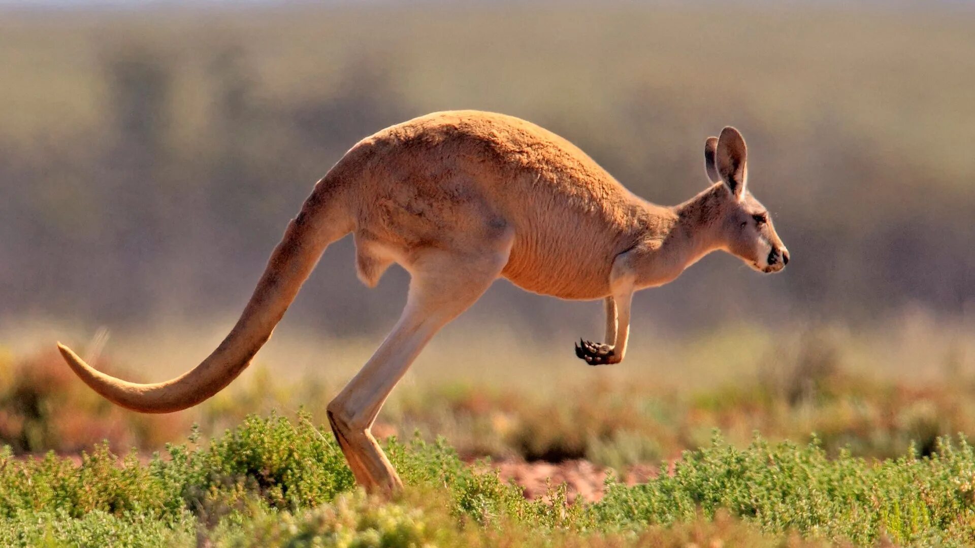 Животные пустыни Австралии кенгуру. Саванна Австралия кенгур. Австралийская Саванна с кенгуру. Кенгуру в Австралии.