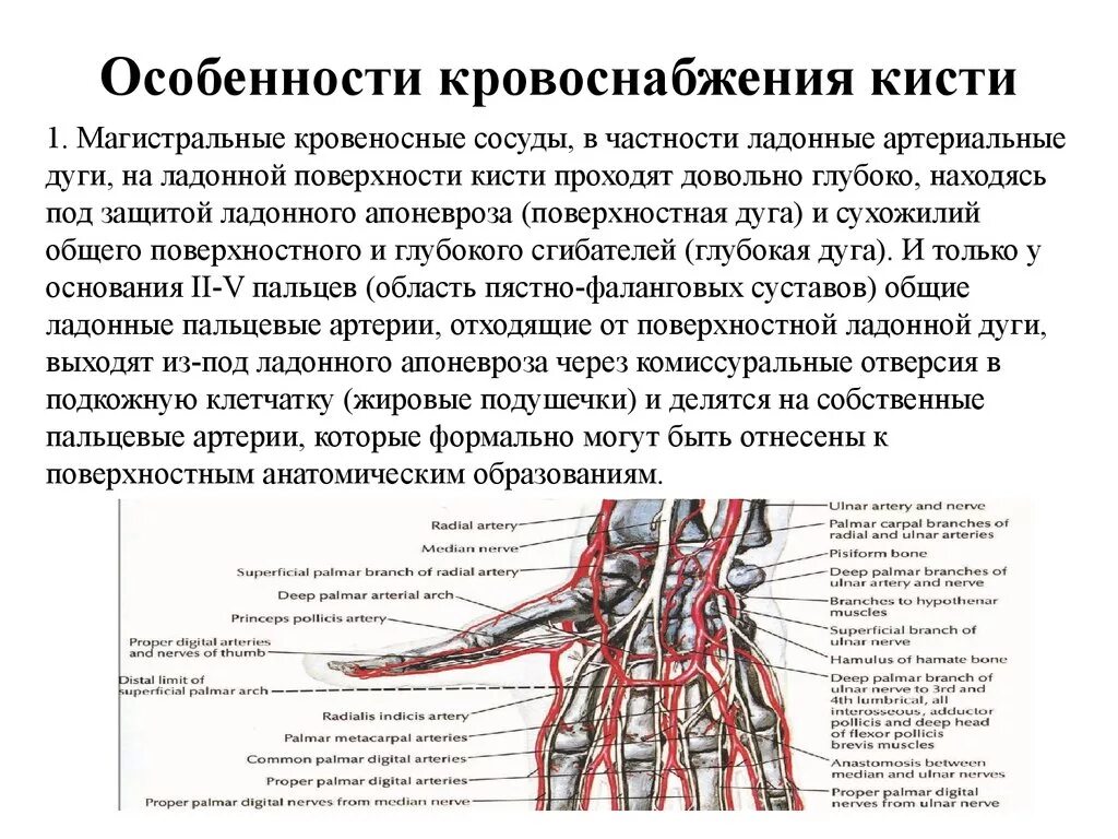 Кровоснабжение лучезапястного сустава анатомия. Сосуды верхней конечности топографическая анатомия. Кровоснабжение и иннервация кисти топографическая анатомия. Поверхностная ладонная дуга анатомия. Топографическая анатомия сухожилий