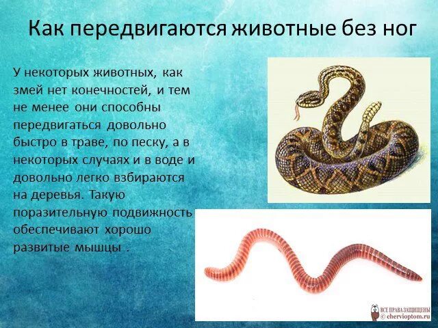 3 способа передвижения животных. Доклад о передвижении животных. способы движения живых организмов. как передвигаются звери. сообщение способы движения животных.