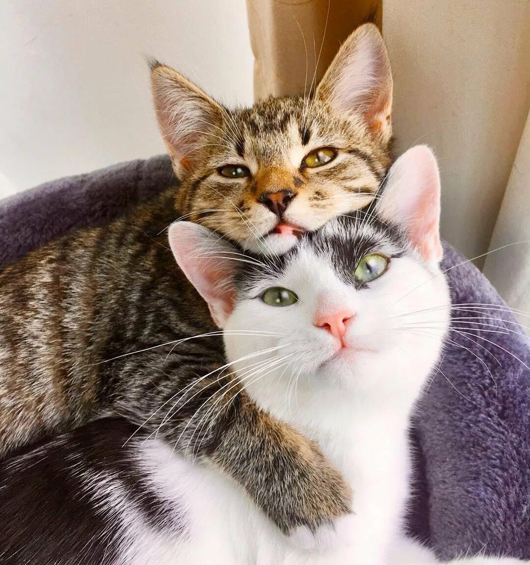 Кошки любовь. Влюбленные кошки. Два котика. Красивые кошки. Обожаю кошек