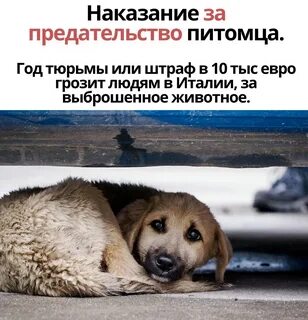 Жалобное овечье пение 7 букв