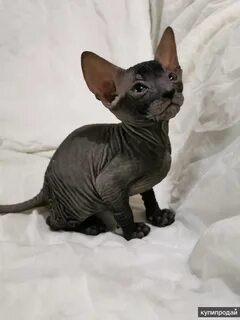 Котенок сфинкс спб