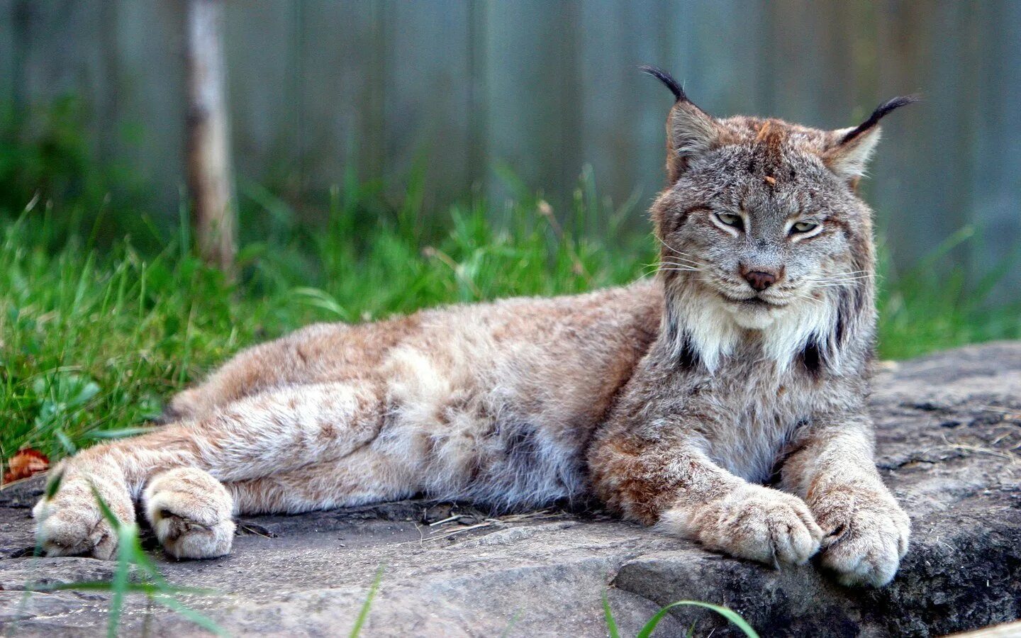 Группа рысь. Канадская Рысь. Рысь — Lynx Lynx. Сибирская Рысь. Канадская Рысь самец.