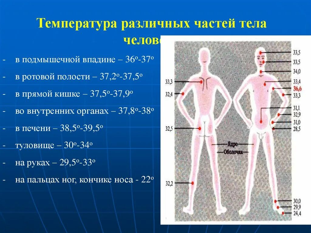 Температура в различных частях тела. Температура тела человека и его частей.. Температура тела человке. Разная температура в разных частях тела.