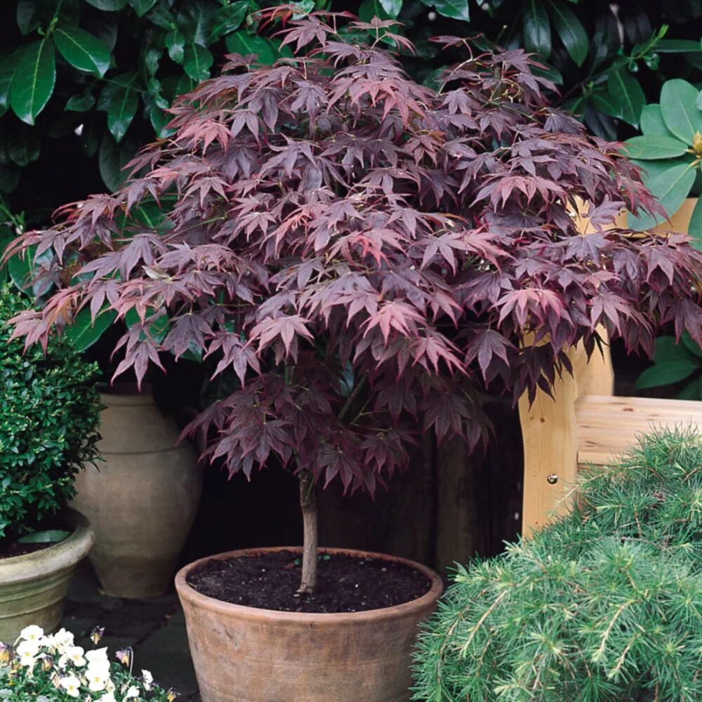 Красный клен питомник каталог. Acer palmatum atropurpureum. клен дланевидный атропурпуреум. клен acer palmatum atropurpureum. клен веерный краснолистный.