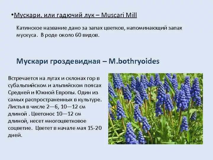 Мышиный гиацинт какой класс. Мышиный гиацинт какой класс