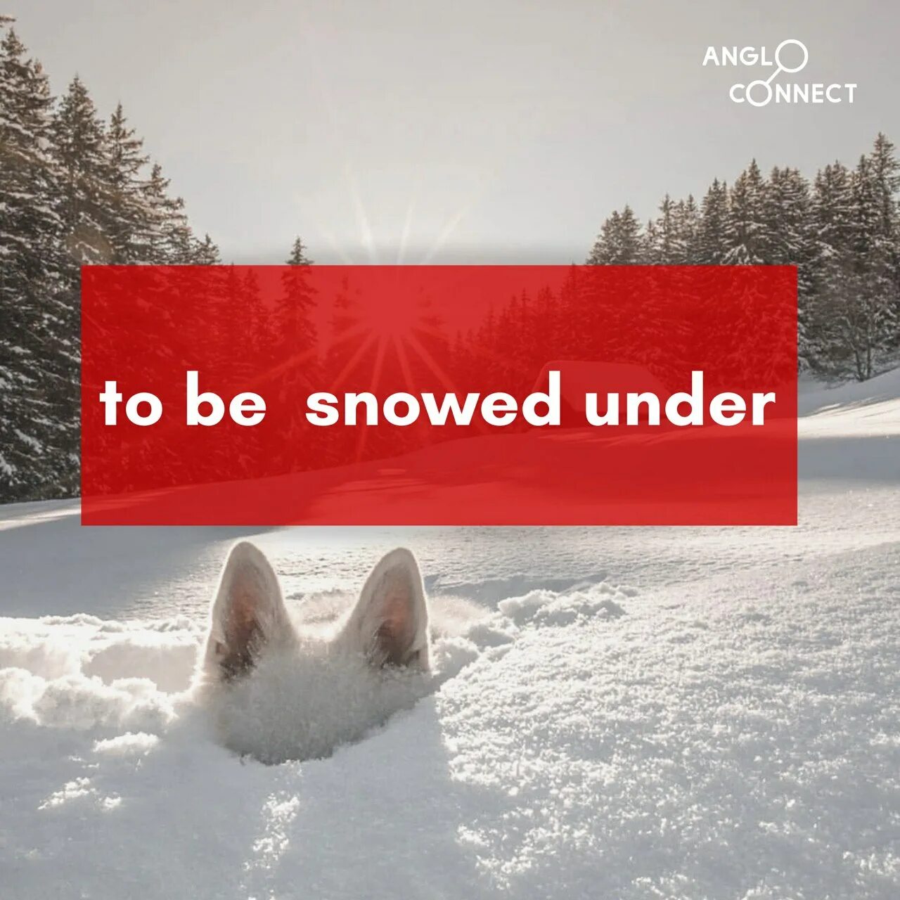 To snowed under идиома. Be snowed under. Being snowed under. To be snowed under. I am snowed under.