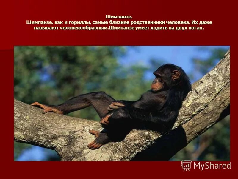 шимпанзе ближайший родственник человека