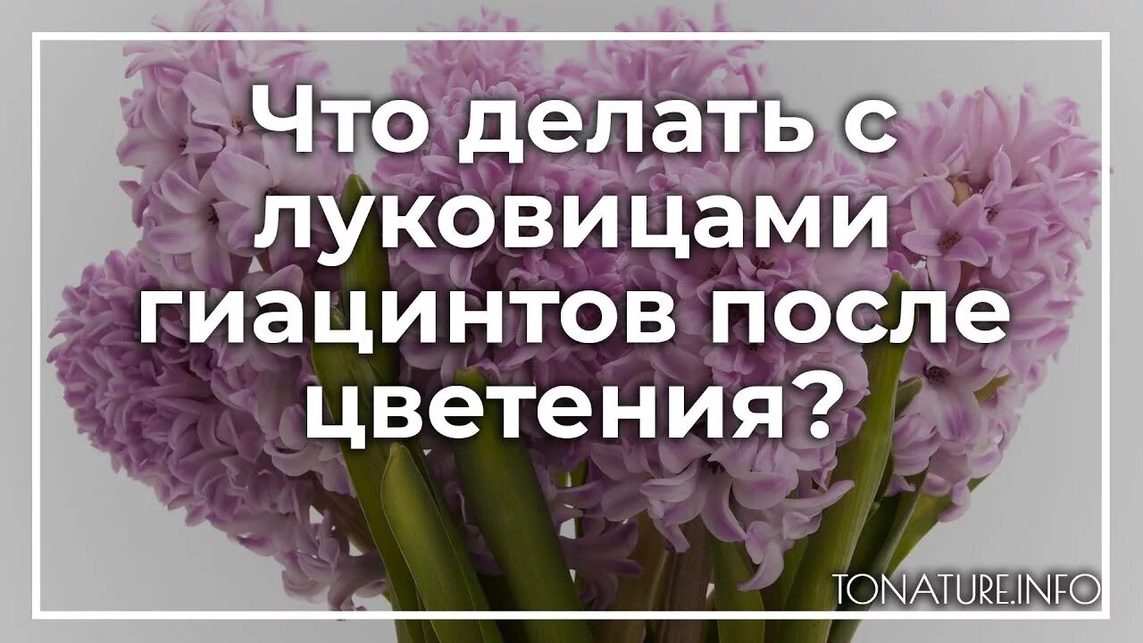 Уау пересадить гиацинт. Гиацинт в горшке отцвел пересадить. Гиацинт после цветения в горшке. Пересадить гиацинт после цветения.