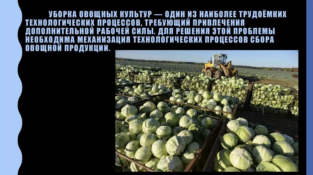 Метод сбора урожая. Технологии уборки и хранения урожая культурных растений. технология уборки урожая. способы уборки овощных культур. уборка и хранение урожая.