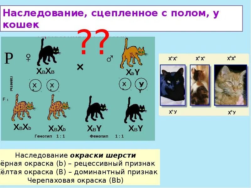 Отметь генотип. Сцепленное наследование окраски у кошек. Схема наследование окраски у кошек. Наследование сцепленное с полом кошки. Наследование окраски у кошек сцепленное с полом.