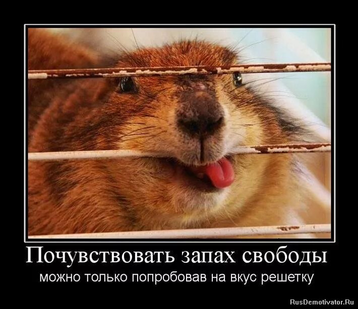 почувствовала свободу. как почувствовать свободу. Svabodni chelovek. сергей цейгер. ирина брагина гусь хрустальный.