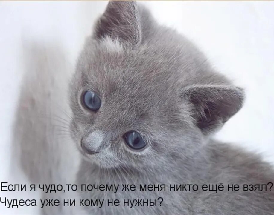 кот тоска печаль. завести кота. где котики говорят. кот мем. где котики говорят.