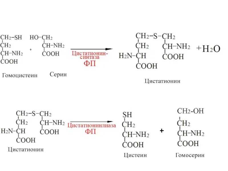 Гомоцистеин биохимия. Цистеин из цистатионина. Синтез цистеина из метионина. Образование цистеина из Серина. Метаболизм метионина и цистеина.