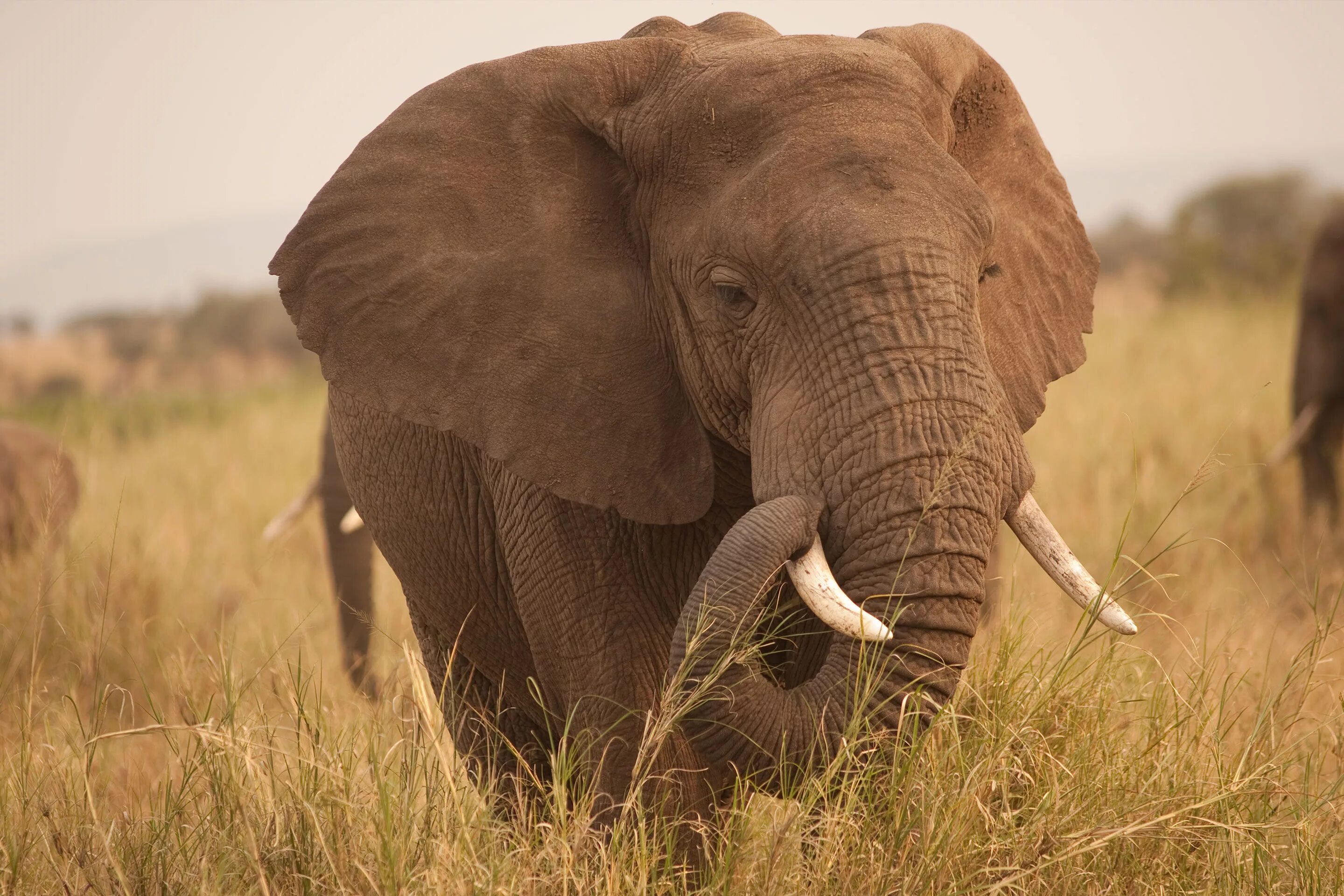 Слон elephant. Слоны. Африканский слон. Слоны фото.