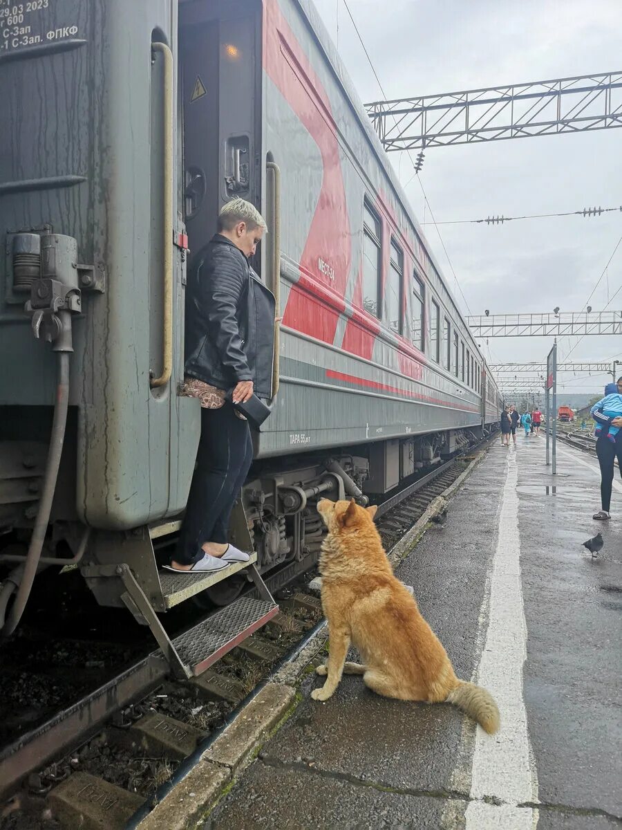 Хозяева переехали. Собака на перроне. Собака на вокзале. Собака на железной дороге. Собака в поезде.