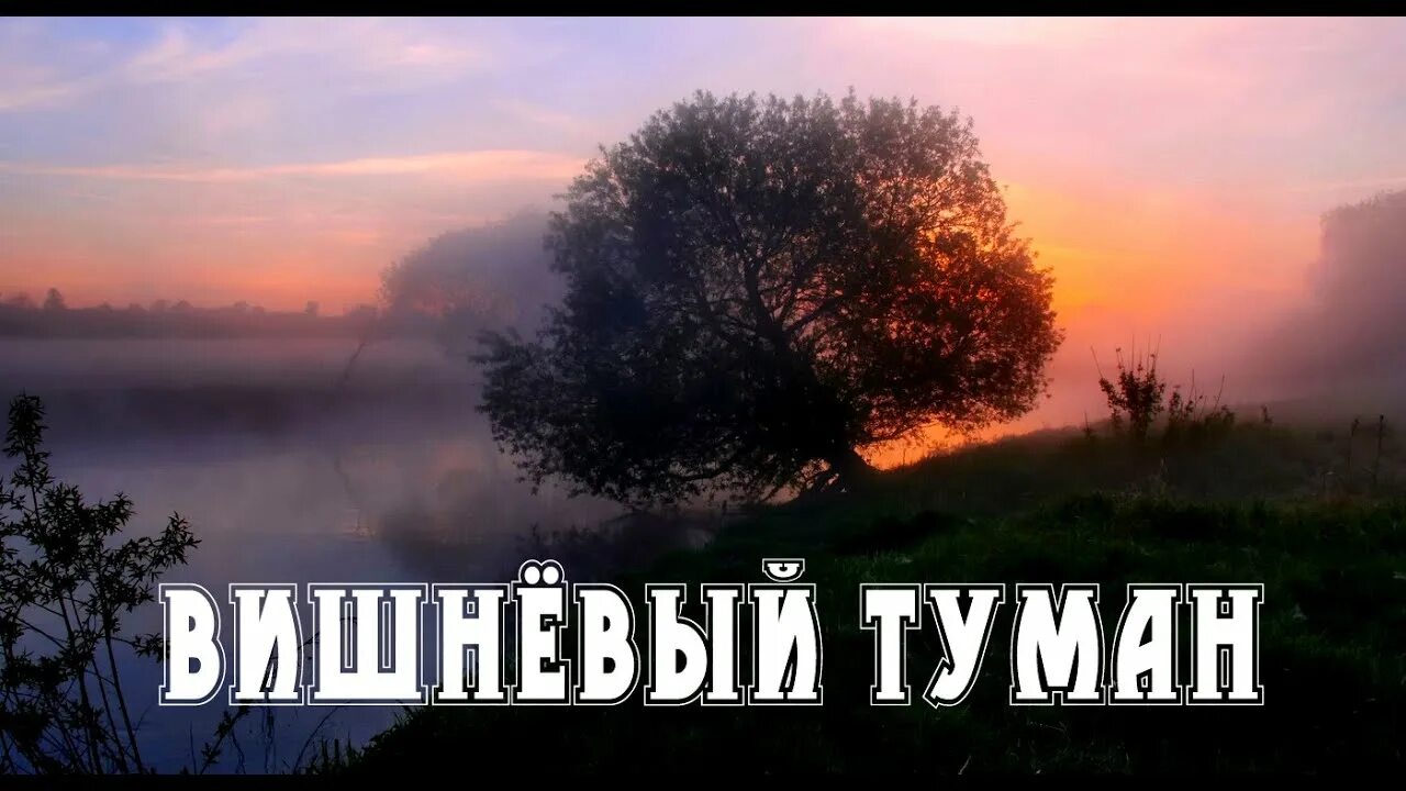 Песня вишневый ветер. Вишневый туман. Вишнёвый туман Катя огонёк слушать. Вишня в тумане.