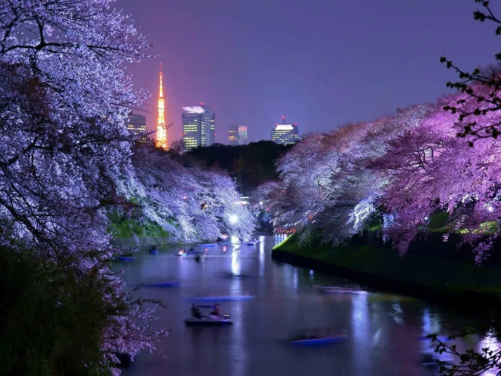 Сакура ночью. Мэгуро Токио. Япония город Токио Сакура. Токио город Япония Сакару. Парк в Японии Токио ночь.