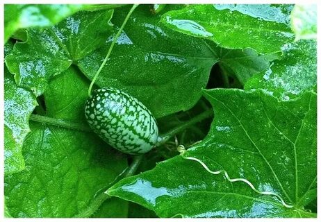 Мелотрия шершавая