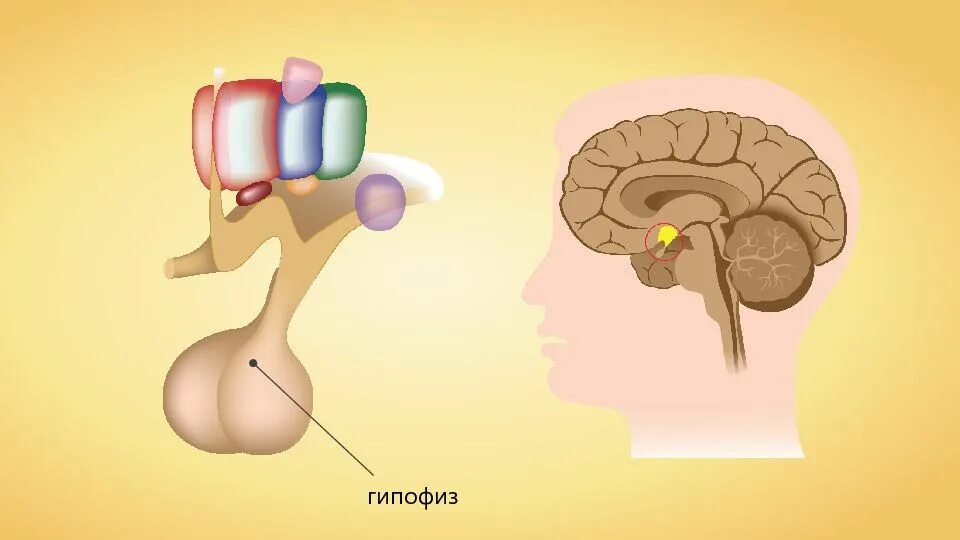 Место гипофиза. Гипофиз. Гипофиз головного мозга. Гипофиз бези.