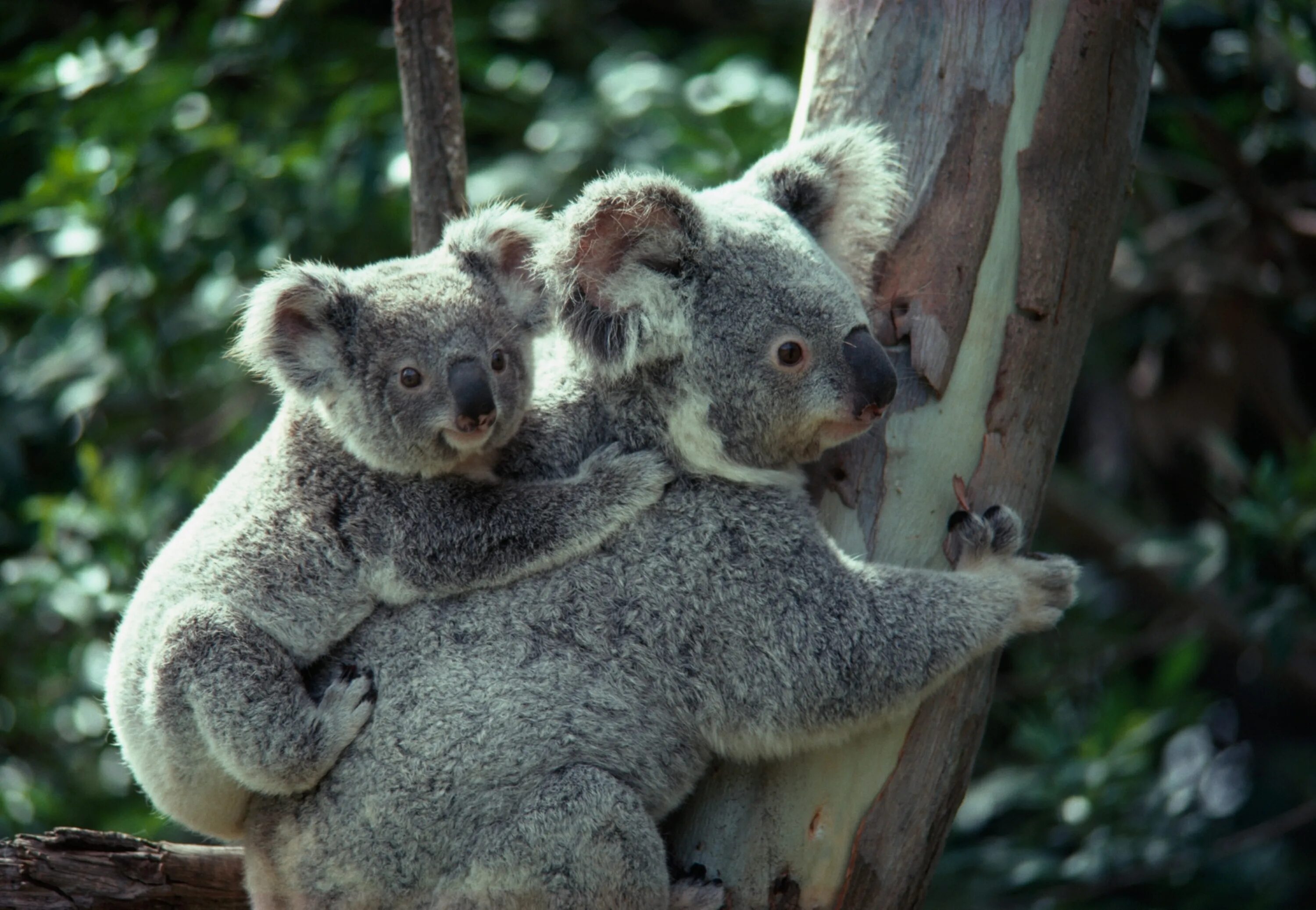 Коала сумчатое. Отряды млекопитающих сумчатые. Представители сумчатых коала. Сумчатый Ленивец.