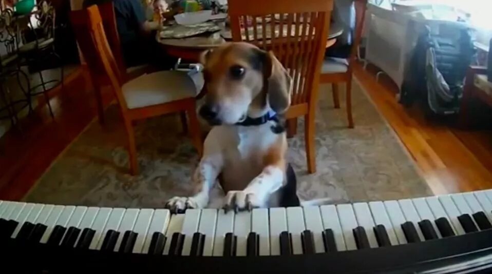 Собака на рояле. Собака на пианино. Собака поет. Собака и фортепиано. Мем играет на пианино