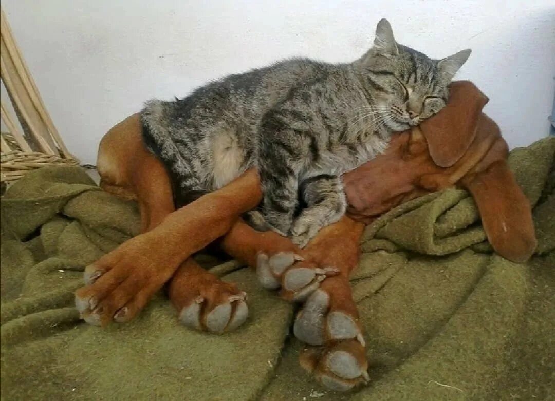 Обними соседа. Кот и собака дружат. Кот лежит на собаке. Наглость картинки.