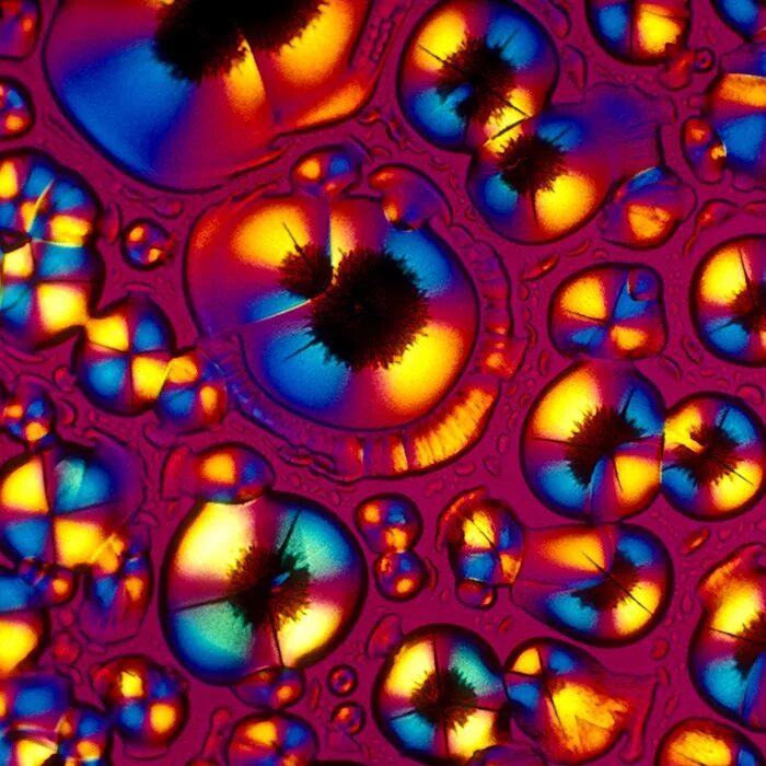 30 Of the Most Amazing Images from Electron Microscopes Microscopio, Estrafalari