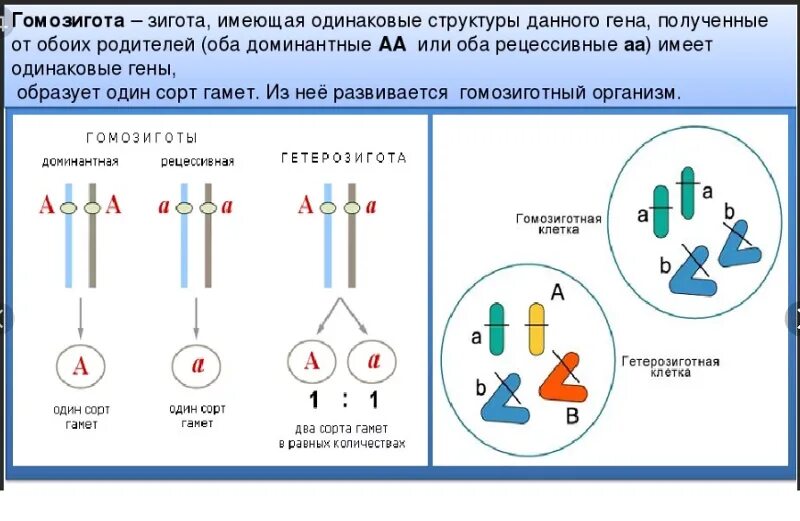От какого родителя передается наименьшее количество