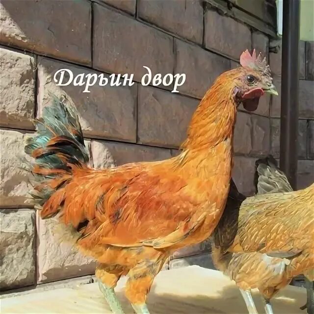Дарьин двор. Дарьин двор ульяновск. дарьин двор ульяновск куры. дарьин двор птица. фермерское хозяйство дарьин двор.